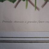 Old botanical engraving "primula"