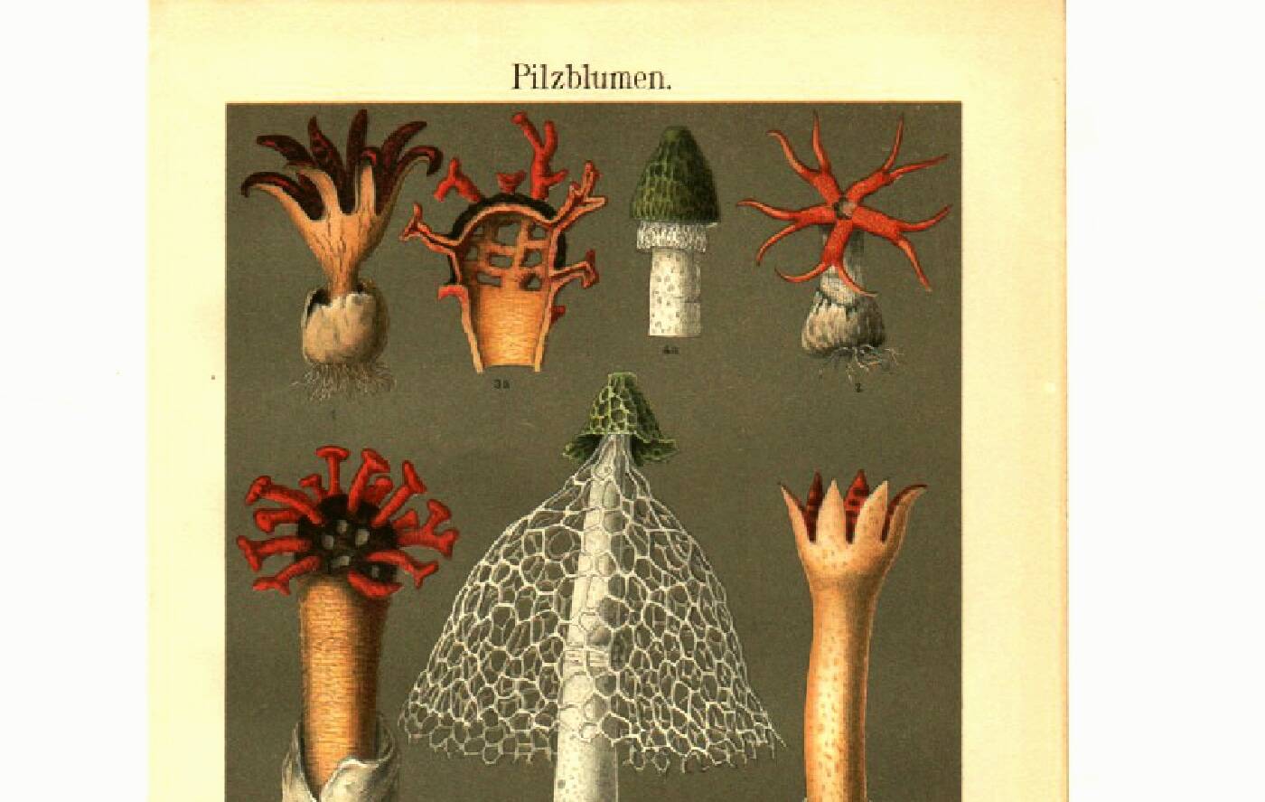 Botanical engraving from 1904 - Mushrooms - plants of the ancient forest litho