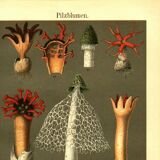 Botanical engraving from 1904 - Mushrooms - plants of the ancient forest litho