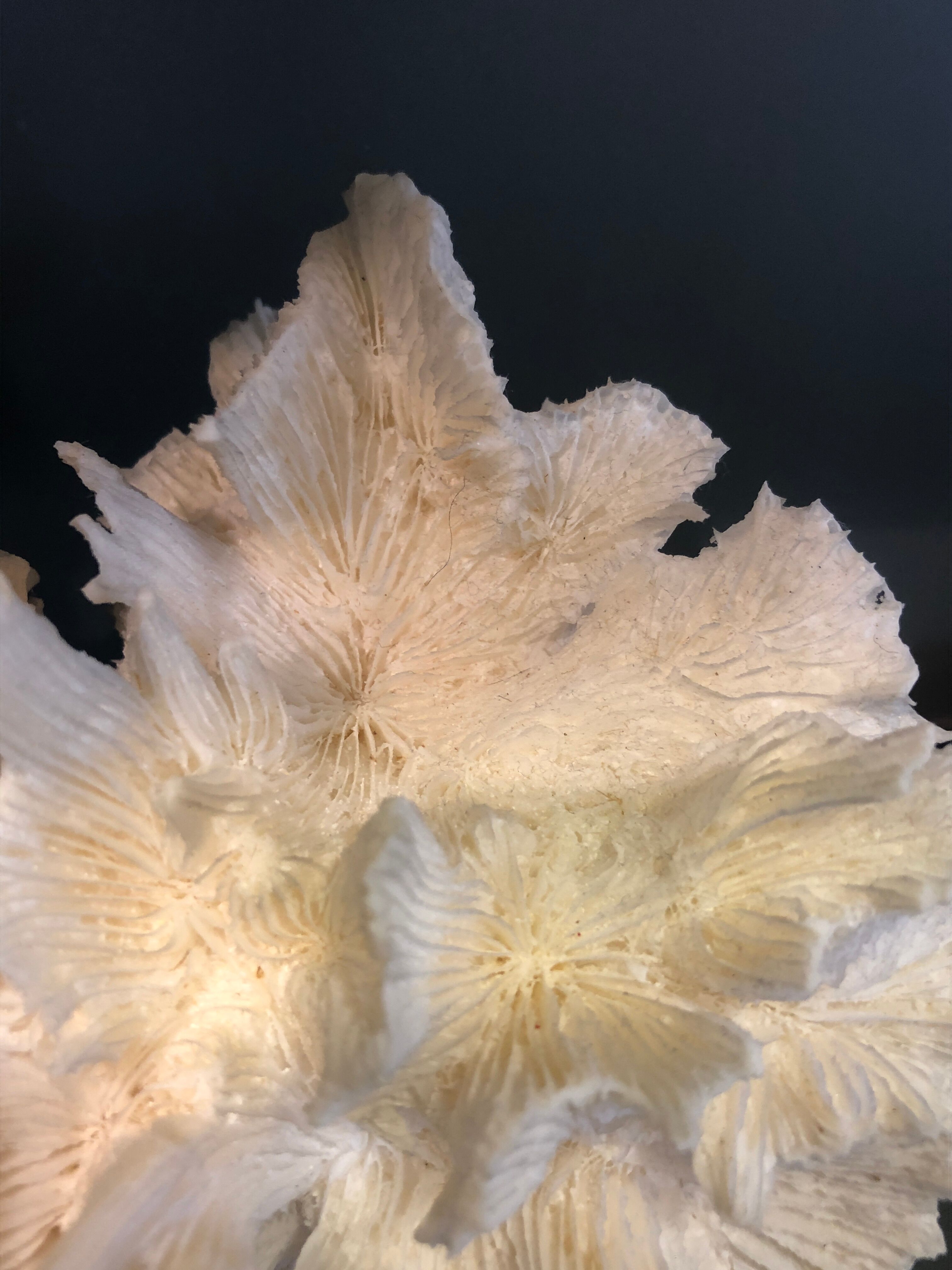Ancient coral