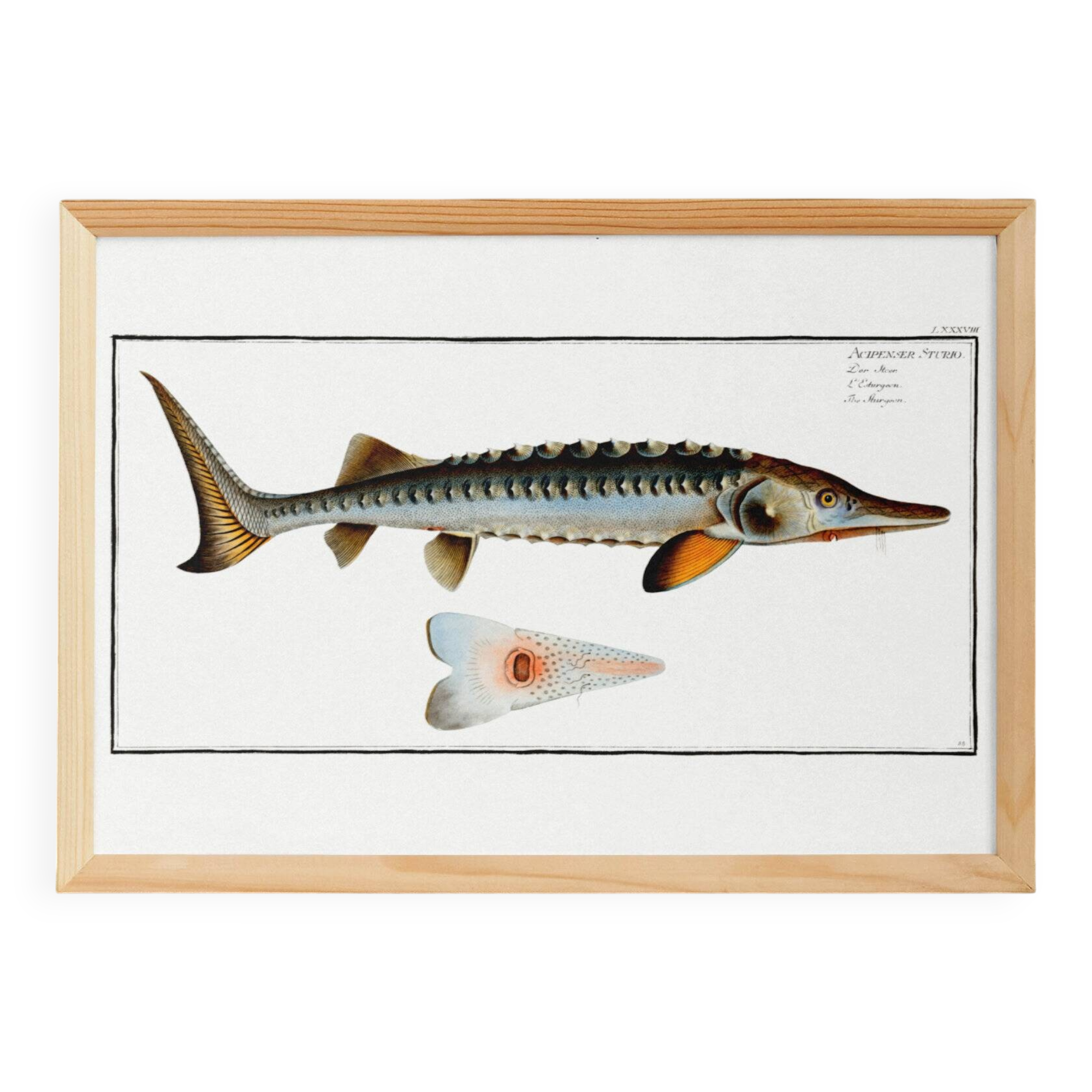 Poster about the sturgeon, based on an old engraving from 1746.