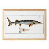 Poster about the sturgeon, based on an old engraving from 1746.