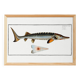 Poster about the sturgeon, based on an old engraving from 1746.