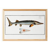 Poster about the sturgeon, based on an old engraving from 1746.