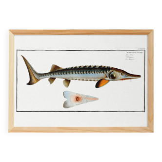 Poster about the sturgeon, based on an old engraving from 1746.