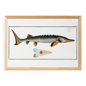 Poster about the sturgeon, based on an old engraving from 1746.