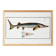 Poster about the sturgeon, based on an old engraving from 1746.