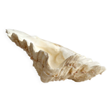 Old natural shell holy water font with empty pocket