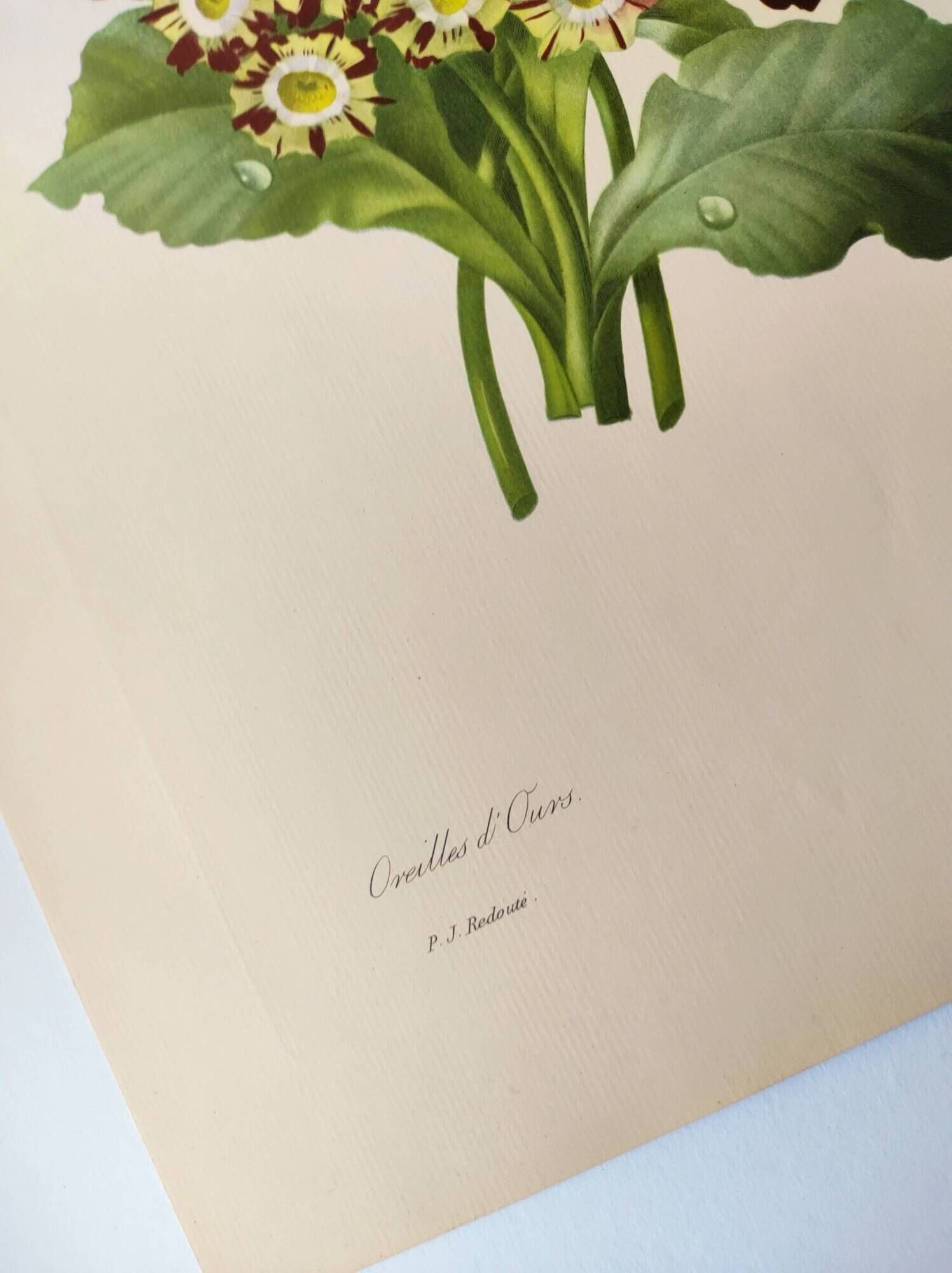 Antique botanical engraving -1955- bear's ear flower - primula auricula- by pj. redouté. vintage
