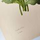 Antique botanical engraving -1955- bear's ear flower - primula auricula- by pj. redouté. vintage