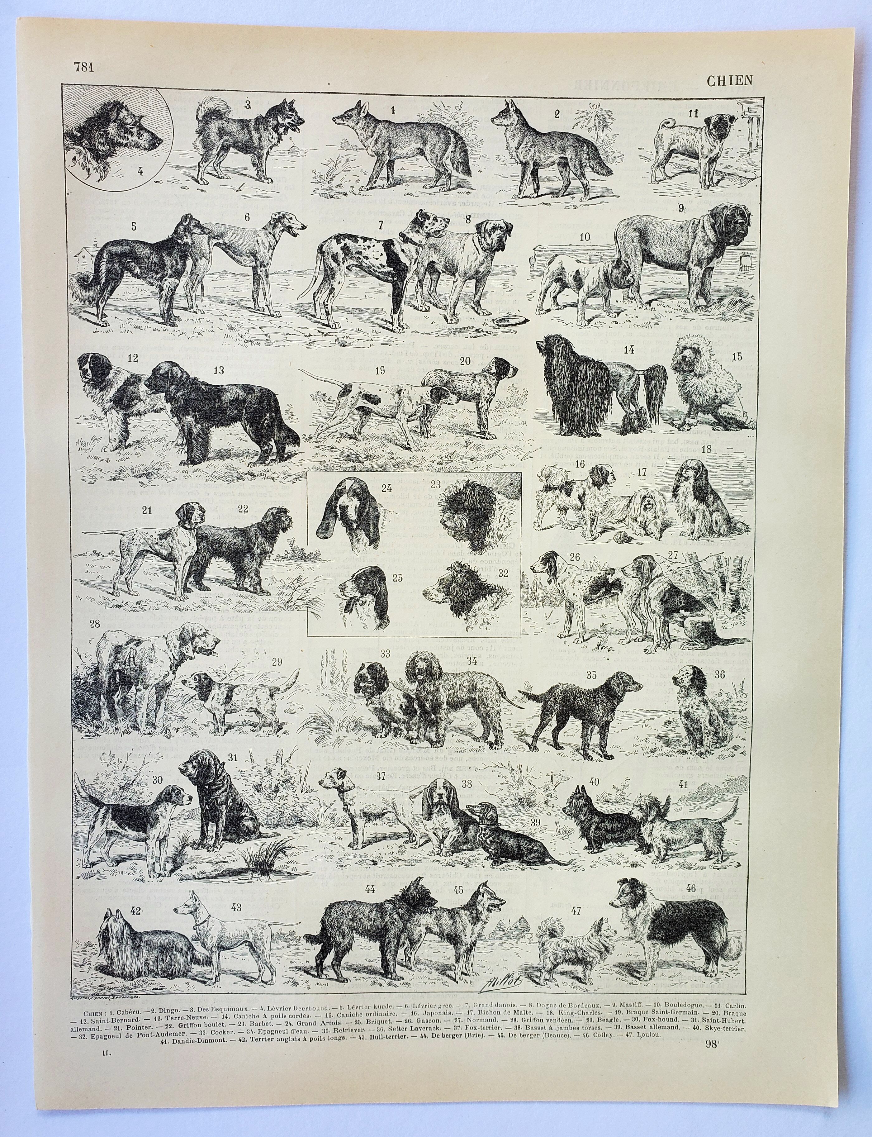 Engraving • Breed of dog, shepherd • Original and vintage lithograph from 1898