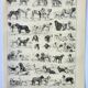 Engraving • Breed of dog, shepherd • Original and vintage lithograph from 1898