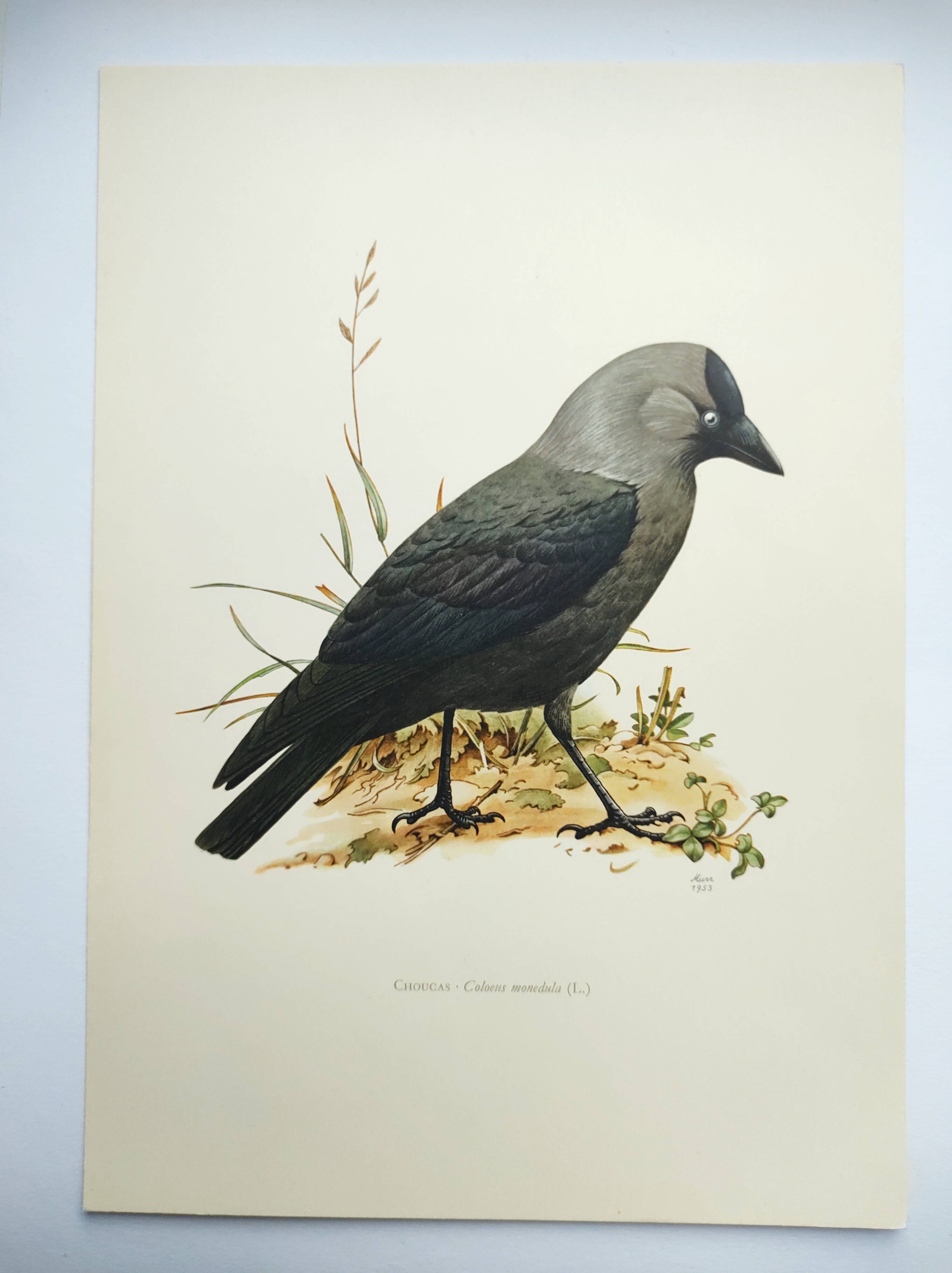 Bird board 1960s - Jackdaw - Vintage zoological and ornithological illustration