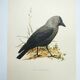 Bird board 1960s - Jackdaw - Vintage zoological and ornithological illustration