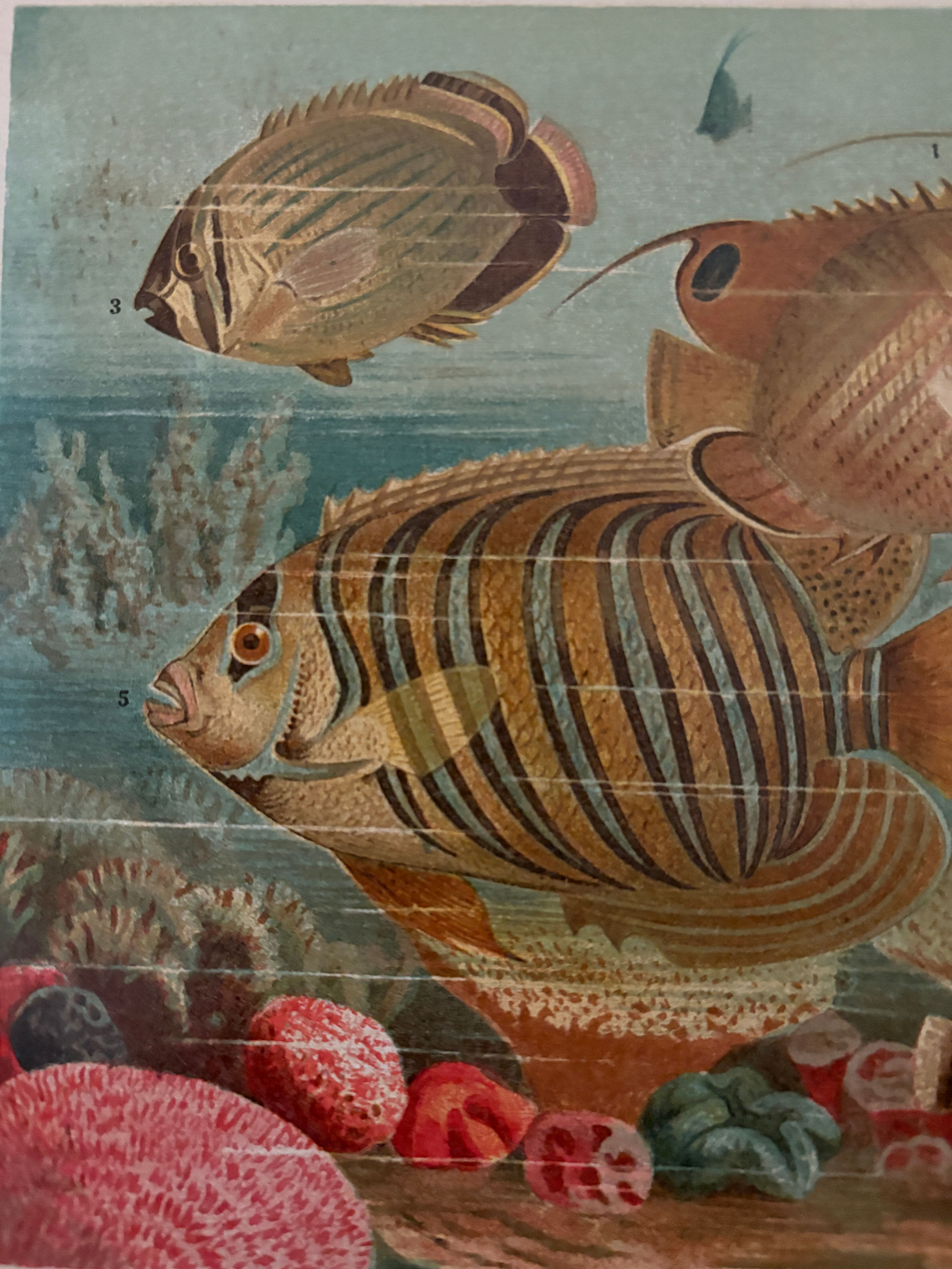 Ancienne gravure sur les poissons (1890)
