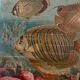 Ancienne gravure sur les poissons (1890)