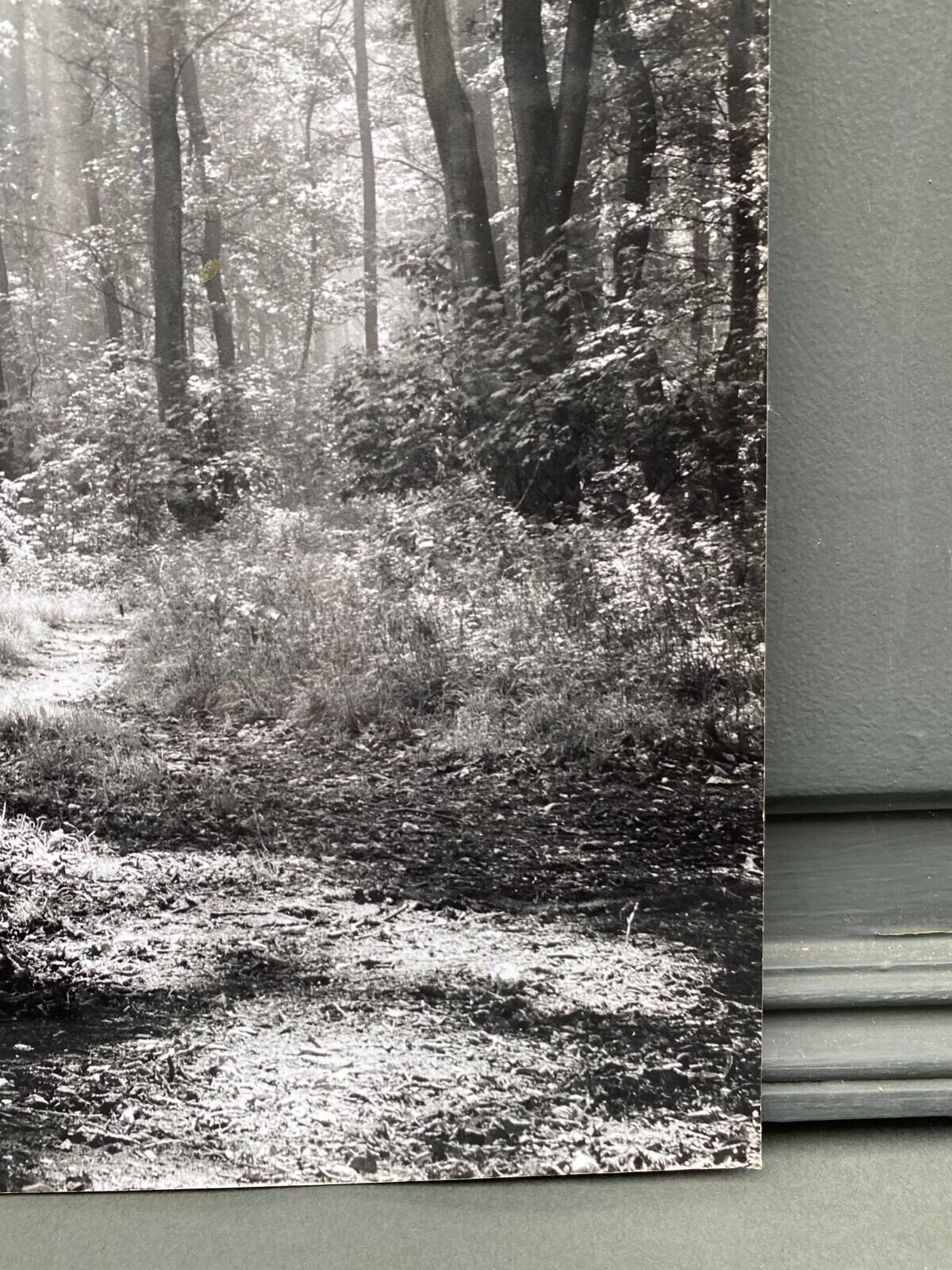 Silver gelatin photograph by Bernard Darot, backlit in the Bois de Boulogne, SNMF