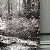 Silver gelatin photograph by Bernard Darot, backlit in the Bois de Boulogne, SNMF