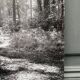 Silver gelatin photograph by Bernard Darot, backlit in the Bois de Boulogne, SNMF