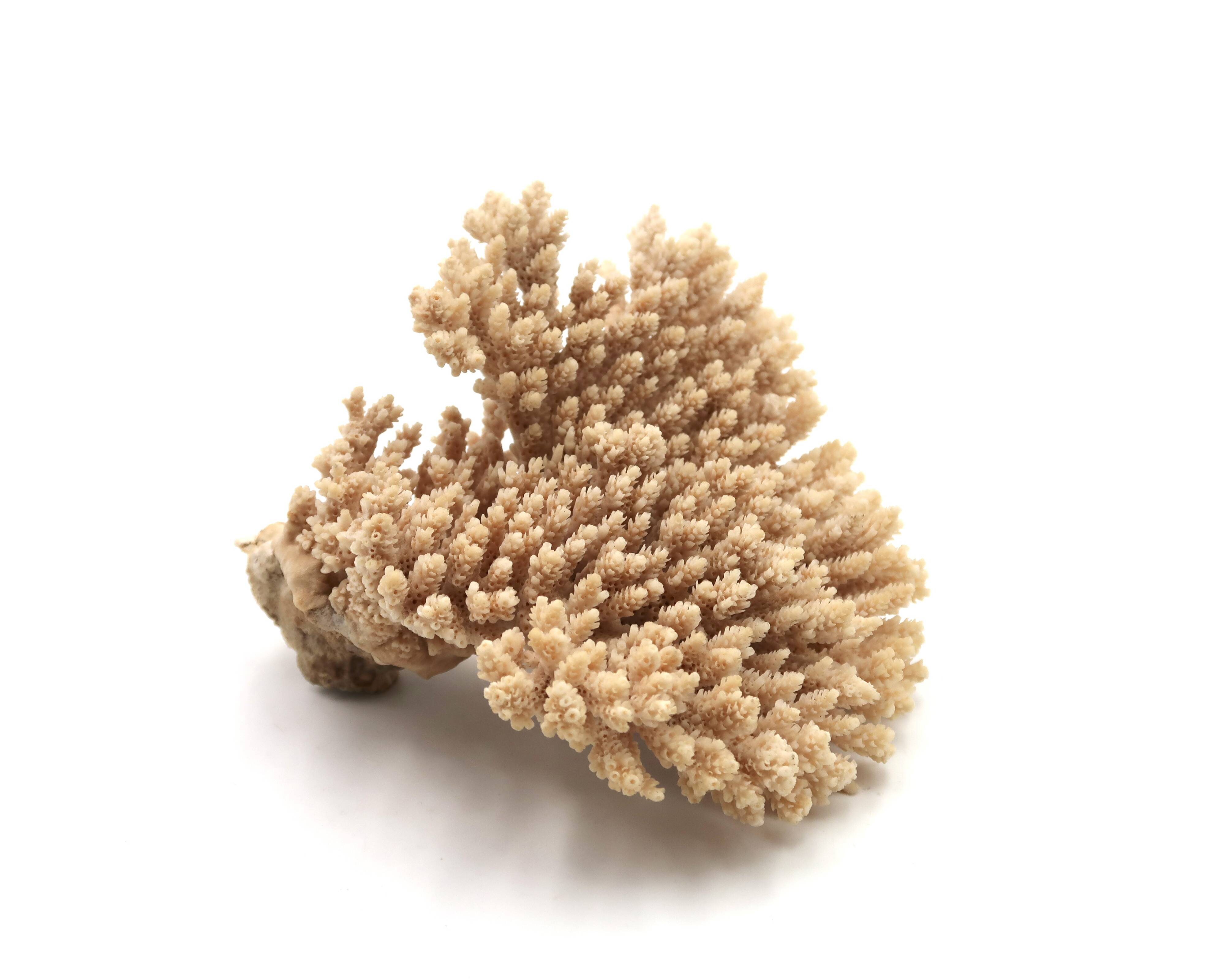 Branche de corail, années 70