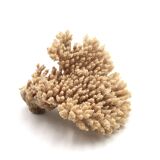 Coral branch, 1970s