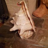 Shell lamp from the 50s