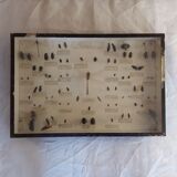 Insect entomology framework "Useful"