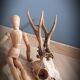 Deer trophy