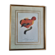 Framed botanical plate