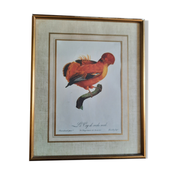 Framed botanical plate