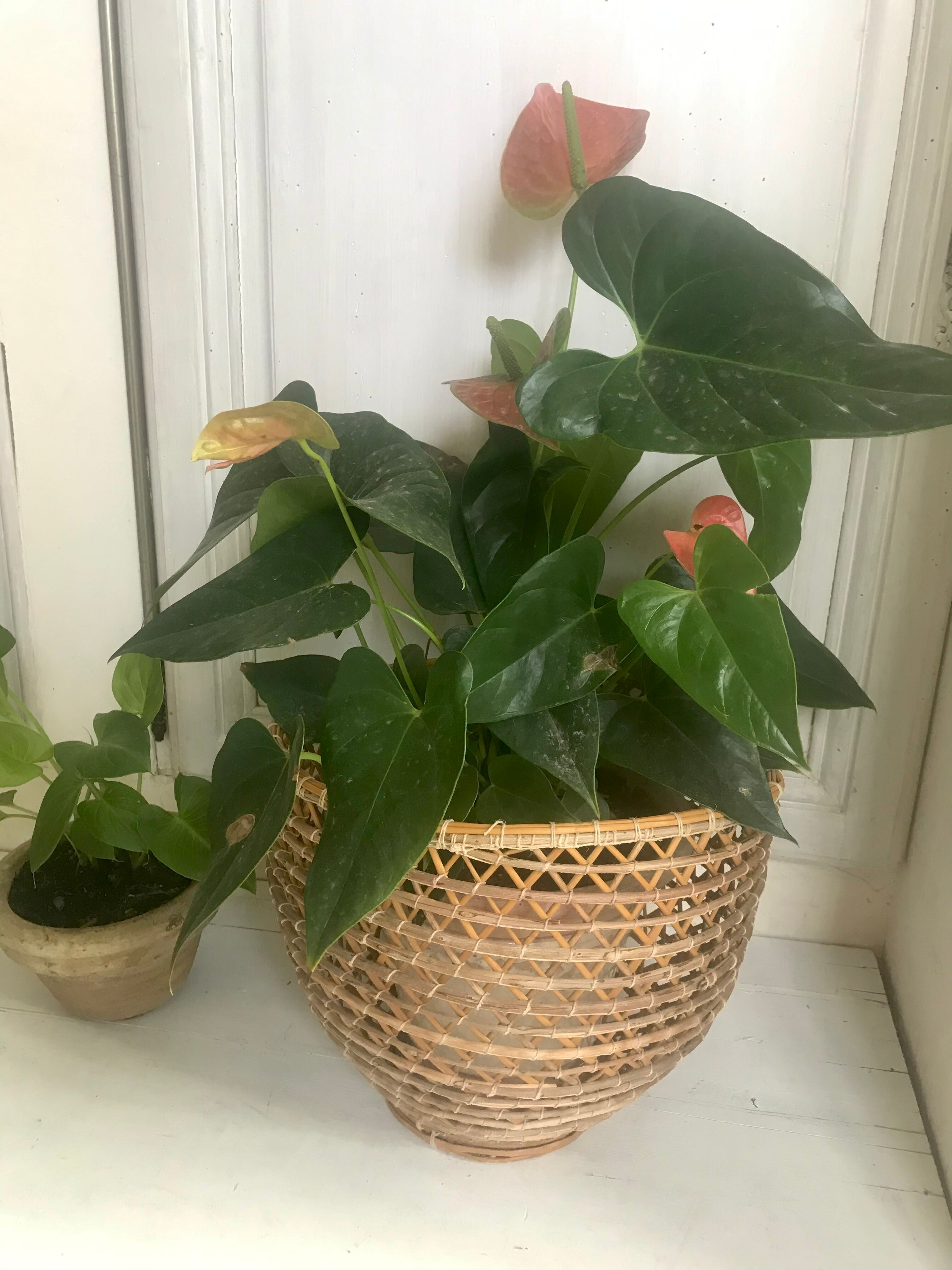 Rattan pot-pot
