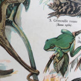 Planche pédagogique originale reptiles