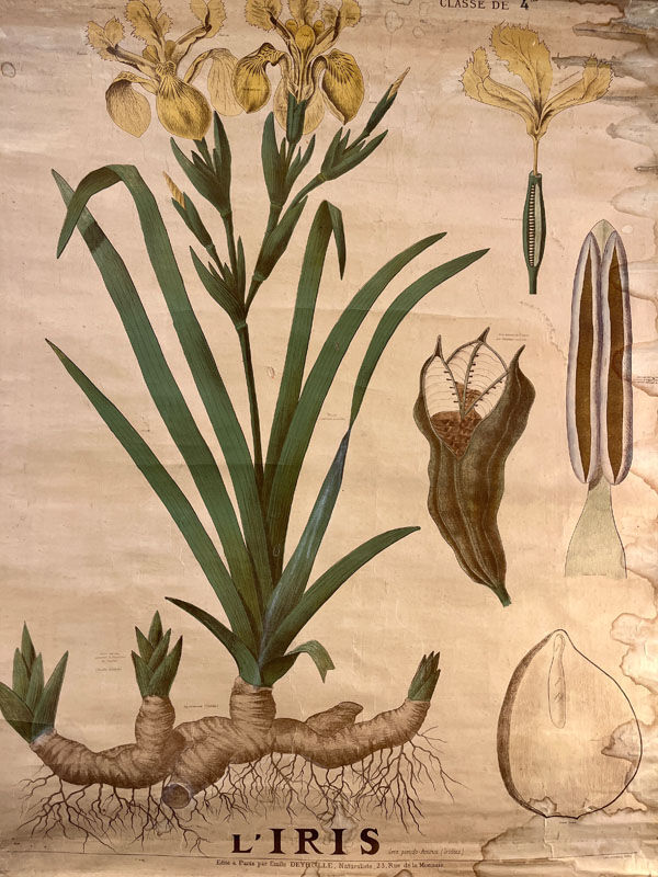 Ancienne planche de botanique de la maison Deyrolle “L’Iris”