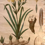 Old botanical plate from the Deyrolle house “L'Iris”