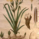 Old botanical plate from the Deyrolle house “L'Iris”