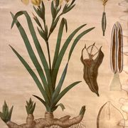 Ancienne planche de botanique de la maison Deyrolle “L’Iris”
