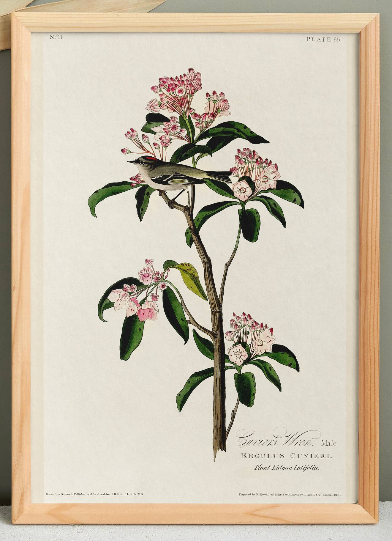 Poster about Cuvier's Kinglet, based on an old engraving from 1827.