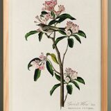 Poster about Cuvier's Kinglet, based on an old engraving from 1827.