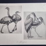 Illustrated plate, Studies of Ostrich and Marabout, Signed A. Margat, 1930