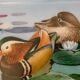 Hermès ashtray signed Rybal in fine Limoges porcelain decorated with mandarin ducks