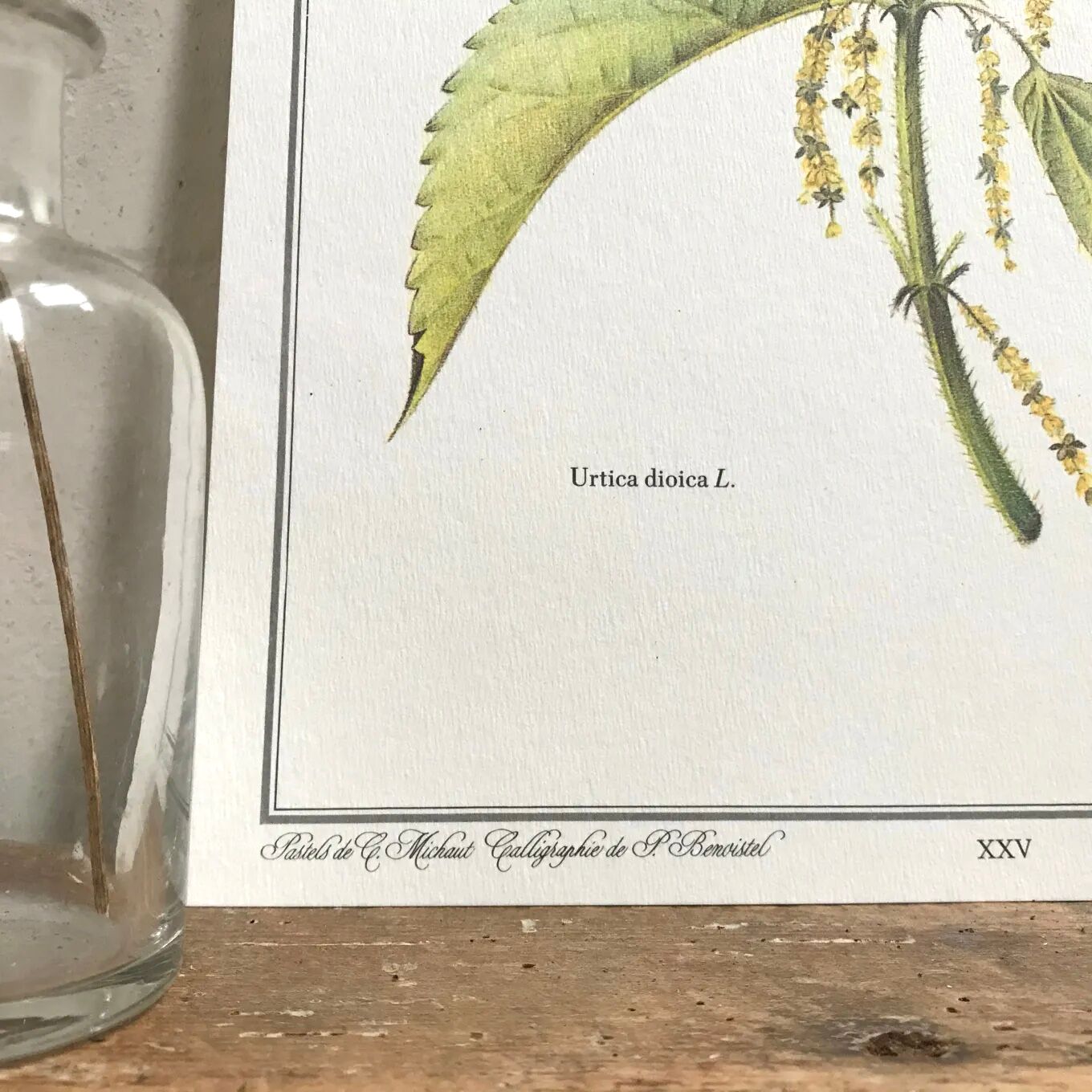 Botanical board the great Nettle