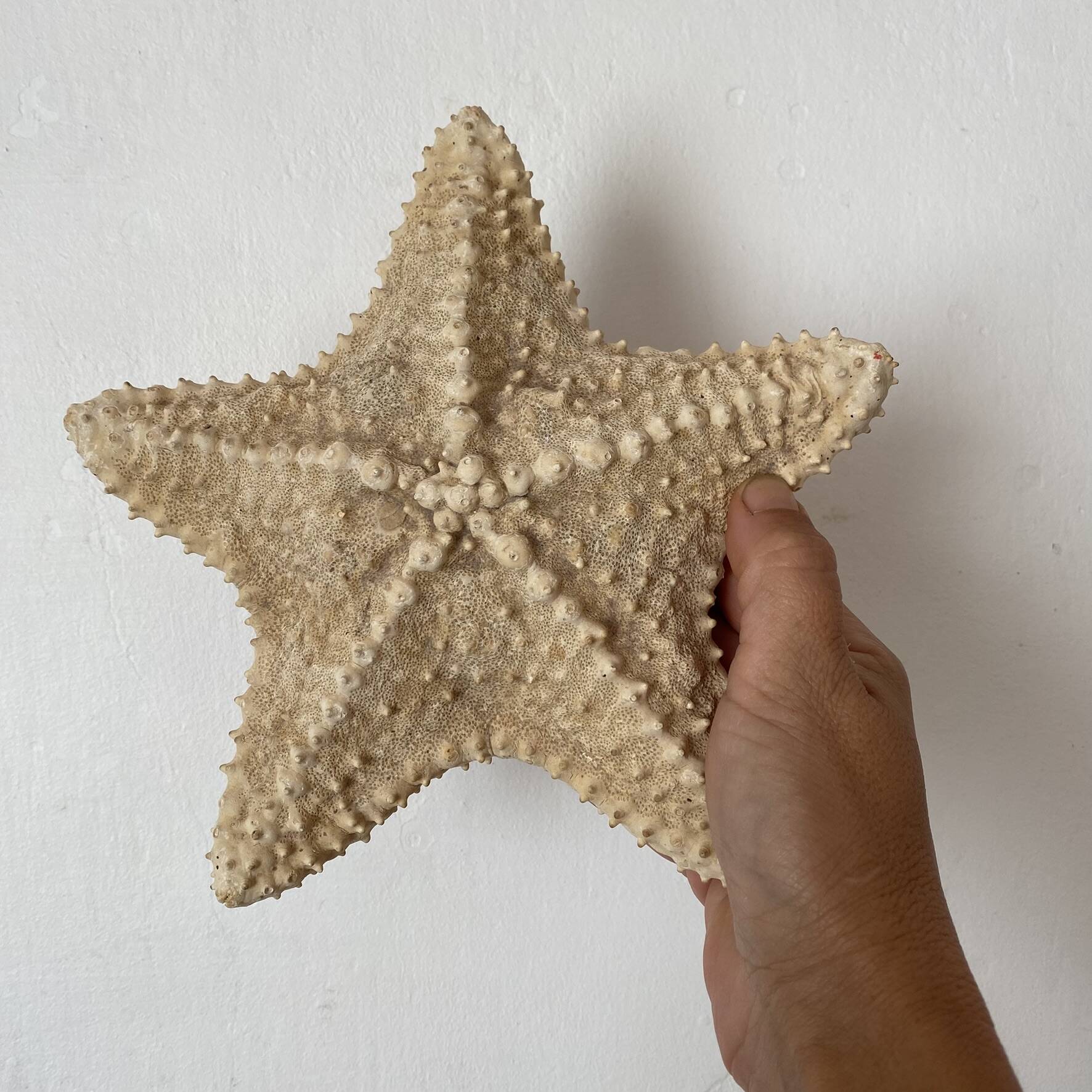 knotted starfish 21 cm