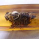 6 knife-wielding vintage insect inclusion