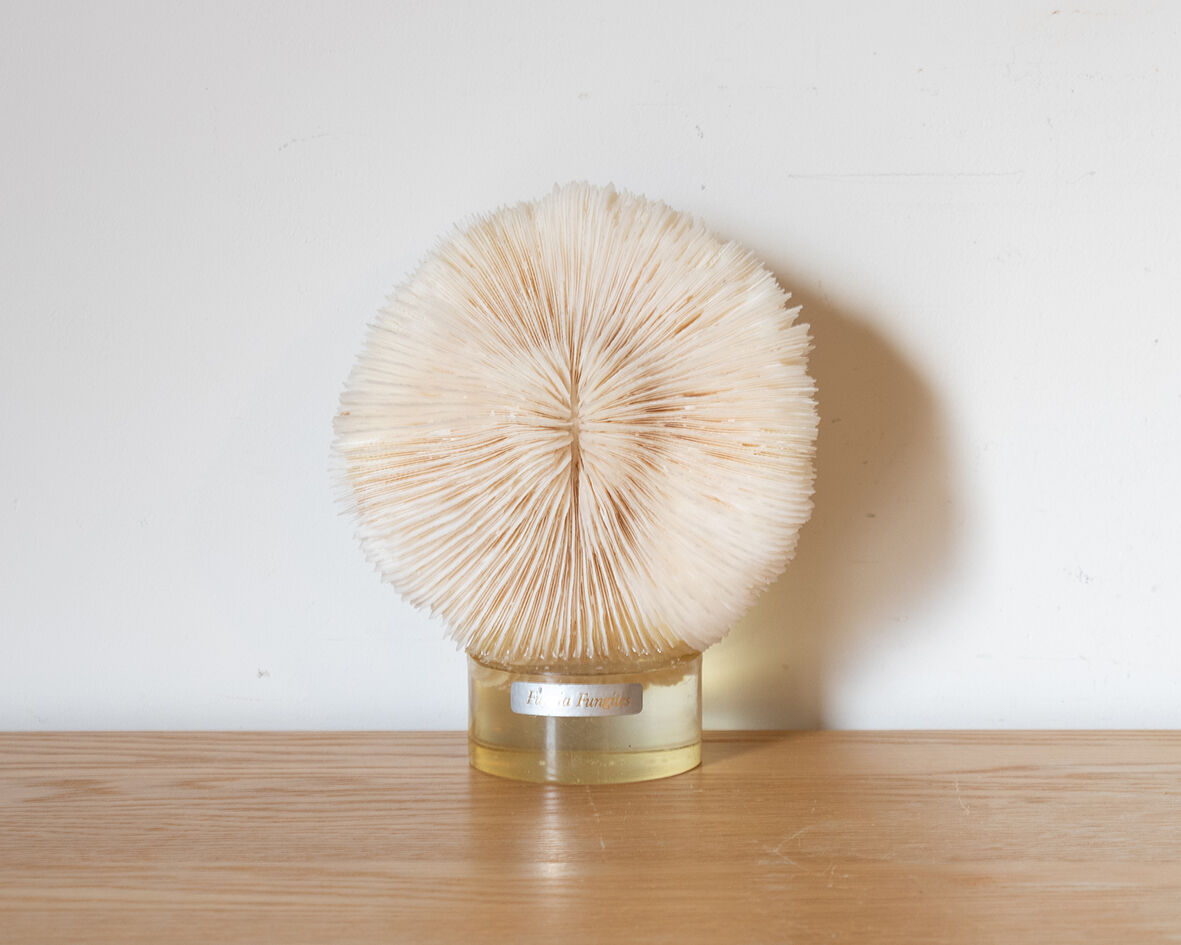 Coral Fungia 16 cm