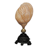 Cabinet de Curiosités coquillage tonna perdix sur socle