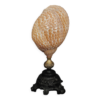 Cabinet de Curiosités coquillage tonna perdix sur socle