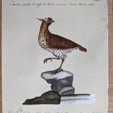 8 bird illustrations