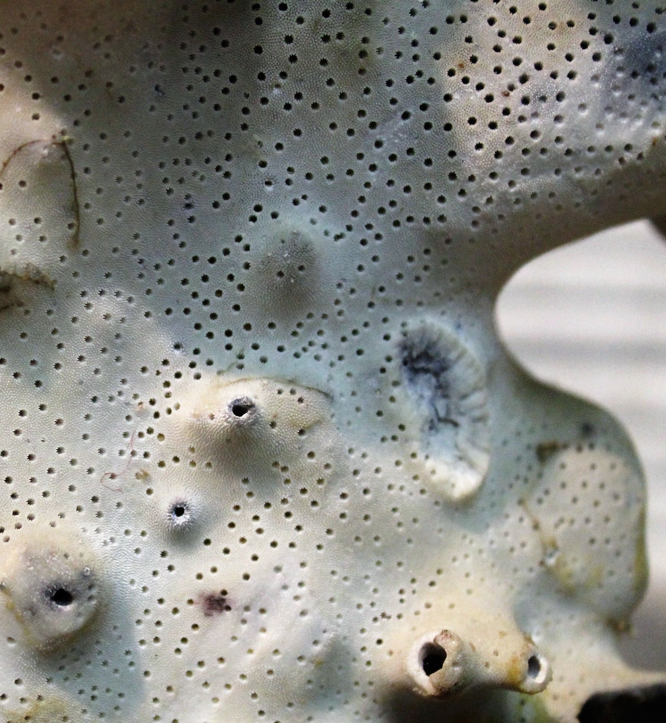 Coral on base 30 years