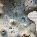 Coral on base 30 years