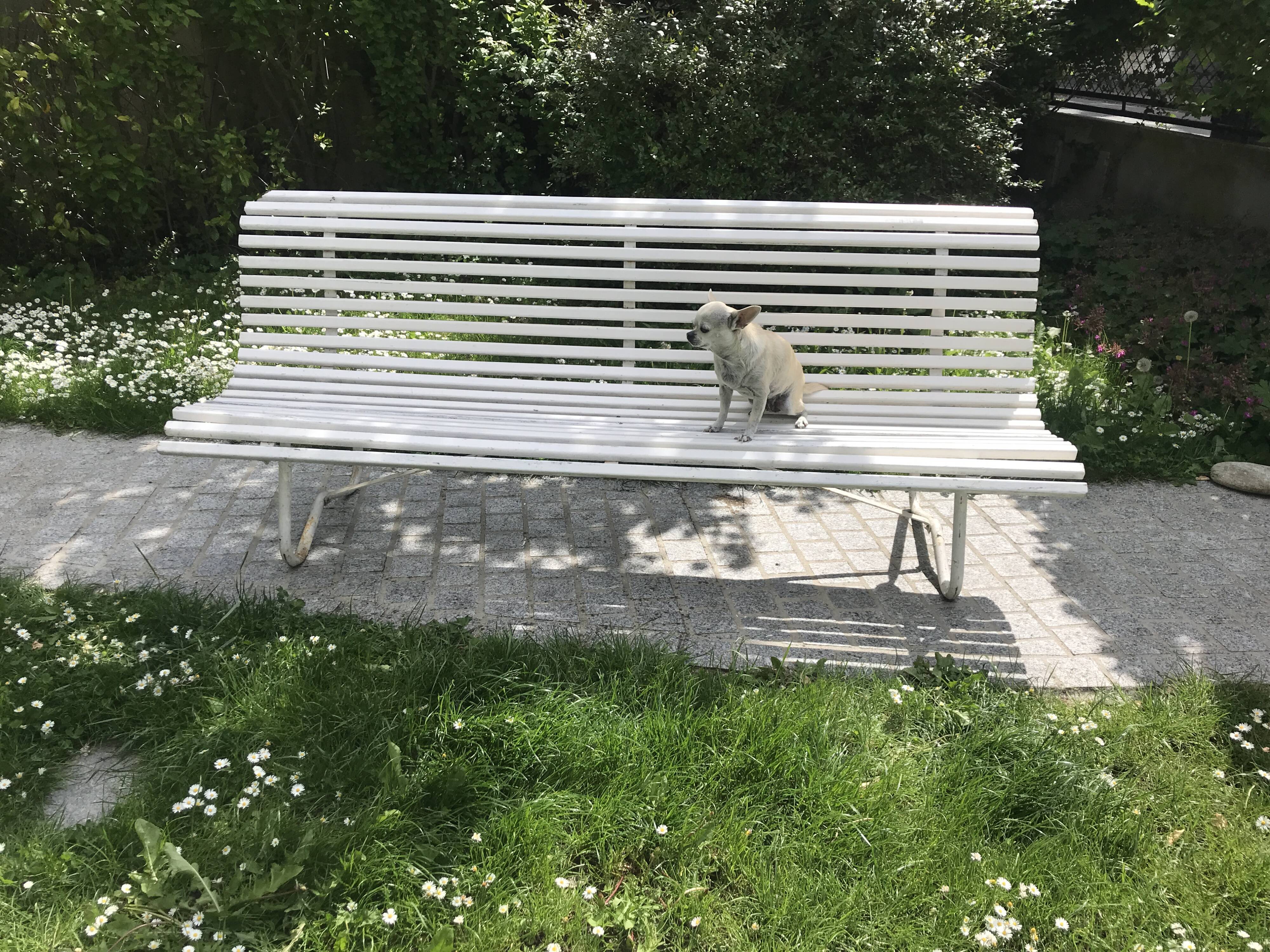 White metal Garden Bench and wooden slats 1970